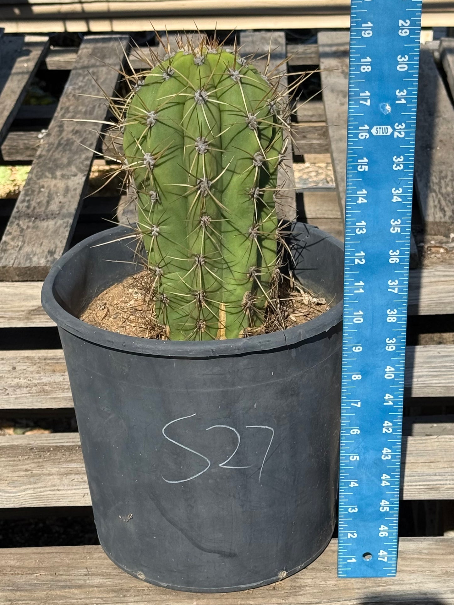 Echinopsis terscheckii S27