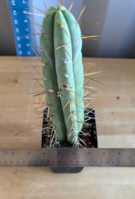 Landscape Monstrose Cactus SH41