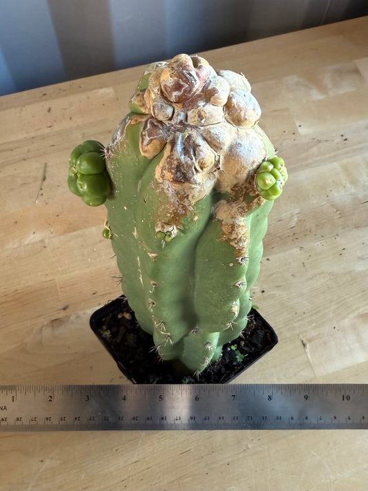 Landscape Monstrose Cactus SH126