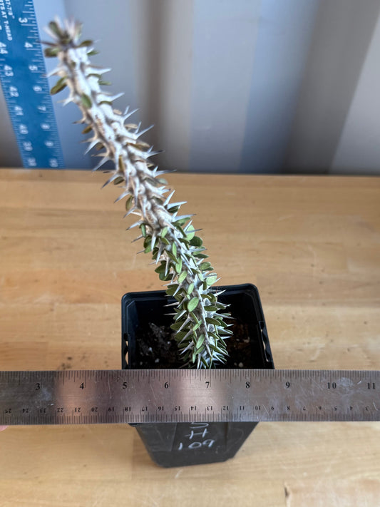 Madagascar Ocotillo SH109 | Alluaudia procera