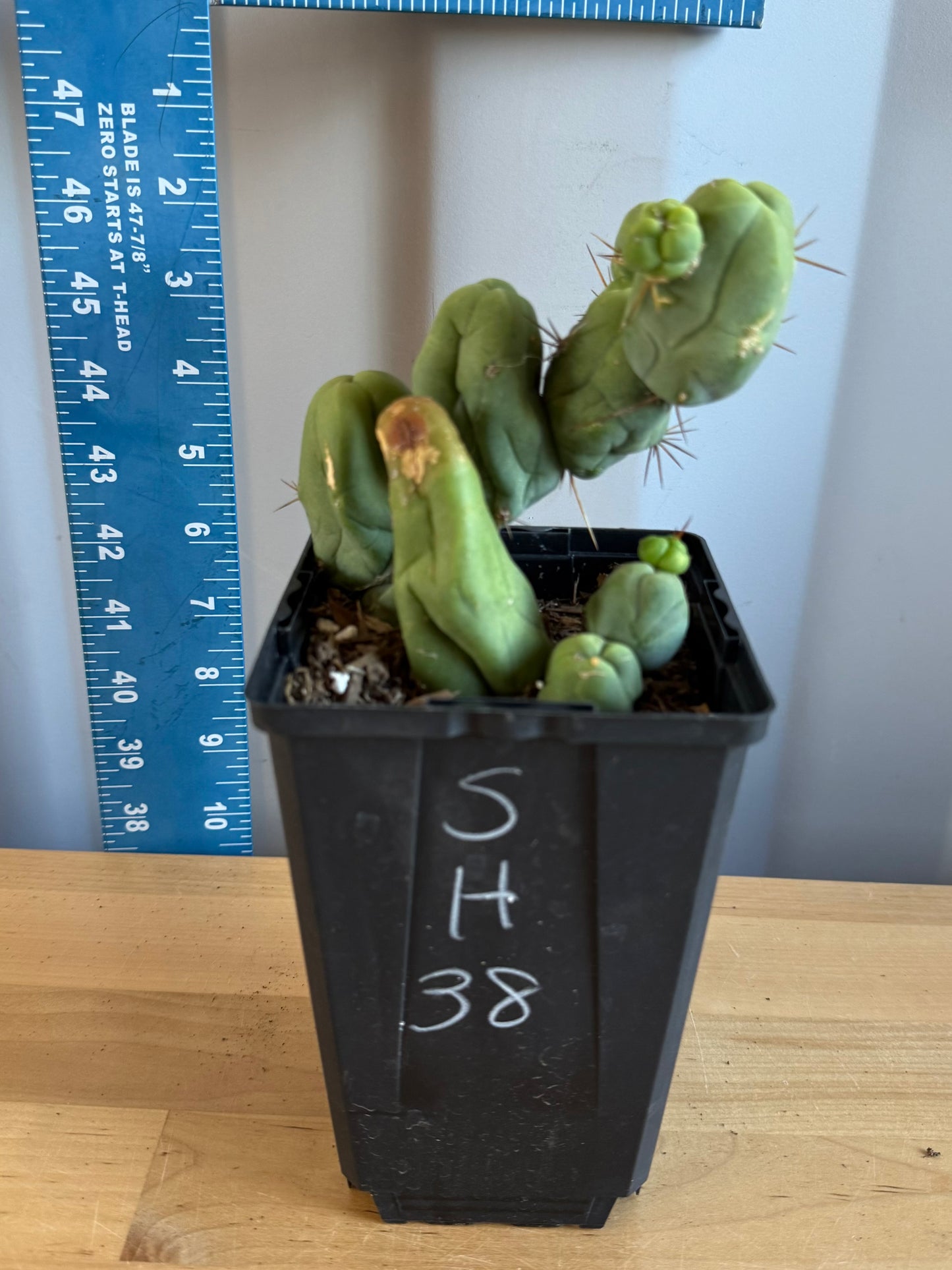 4-inch Monstrose Cactus SH38