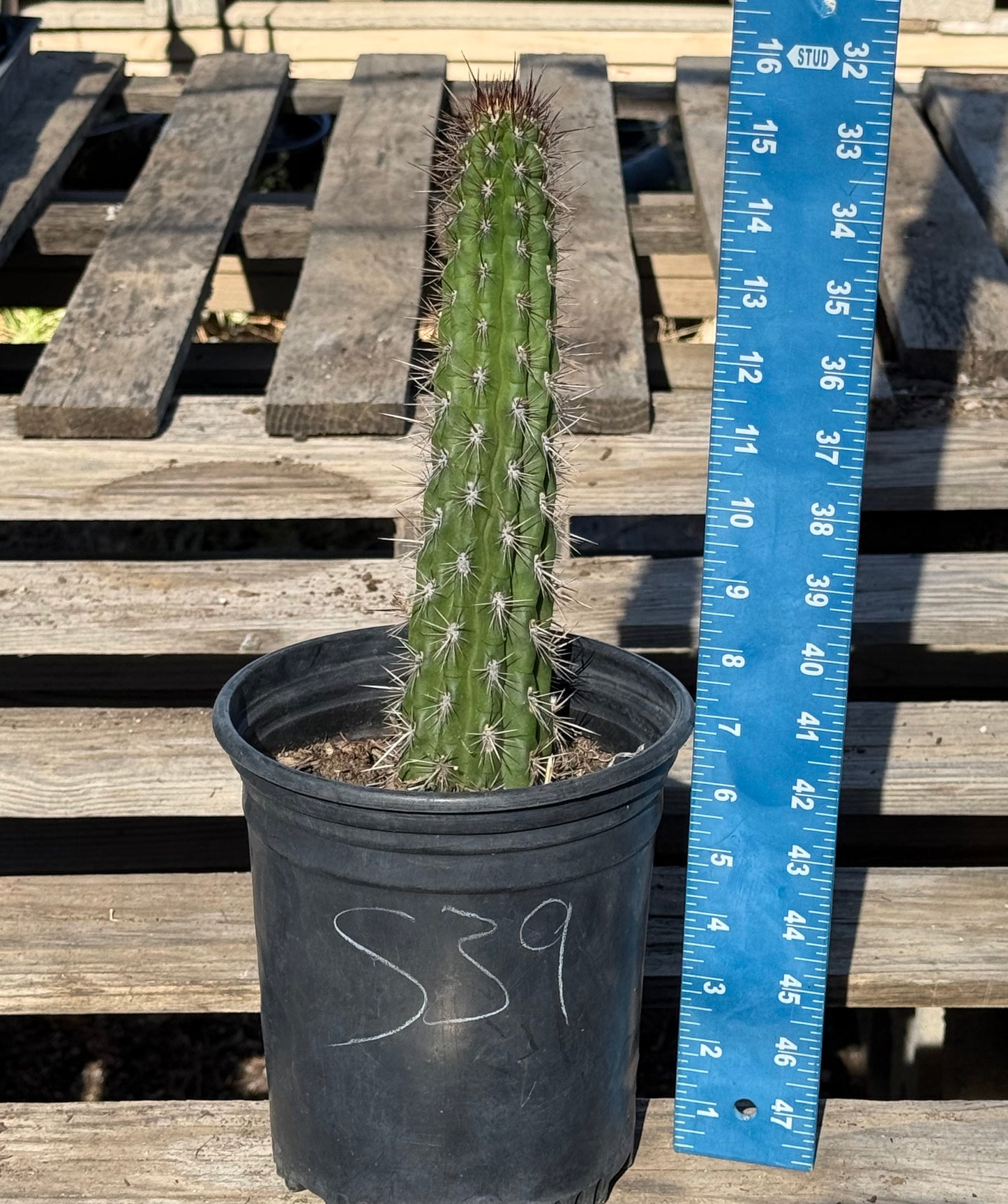 Cleistocactus fieldianus S39