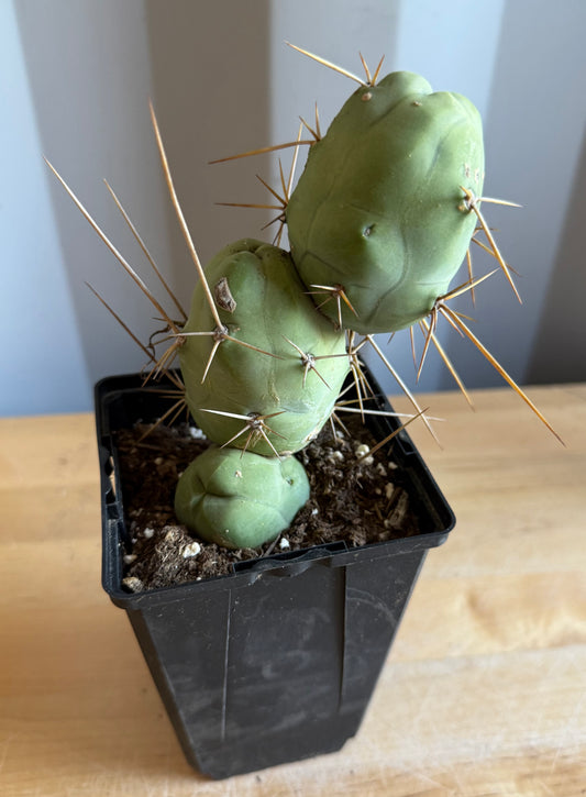 4-inch Monstrose Cactus S23