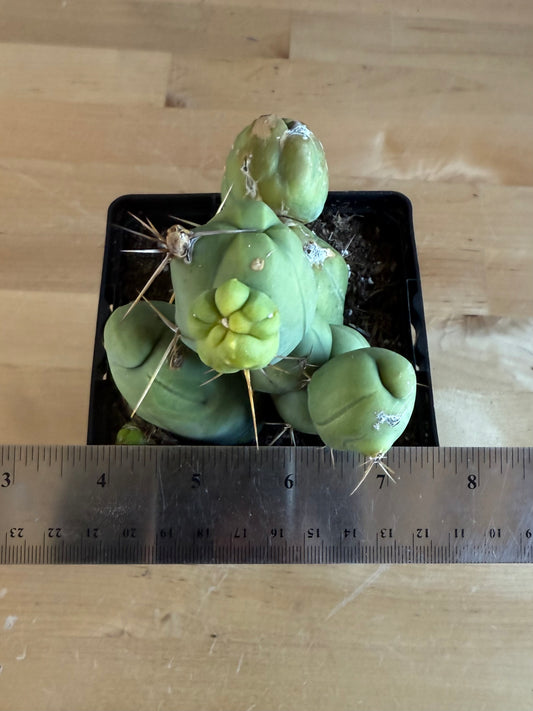 4-inch Monstrose Cactus SH33