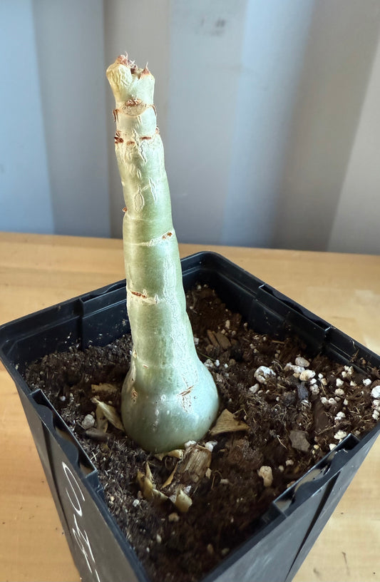 4-inch Cyphostemma cirrhosum SH91