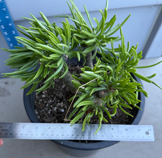 5gal Tylecodon dinteri SH181