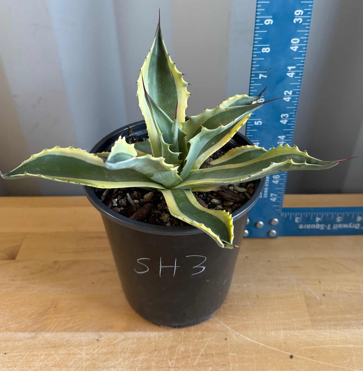 Orca Variegated Whale's Tongue Agave SH3 | Agave ovatifolia 'Orca' variegata