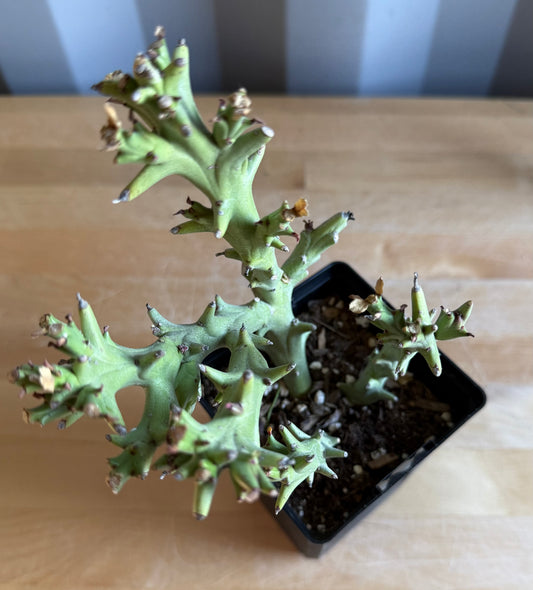 4-inch Euphorbia hamata S19