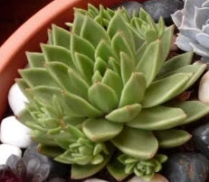 Echeveria agavoides 4in