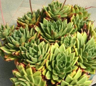 Echeveria agavoides 4in