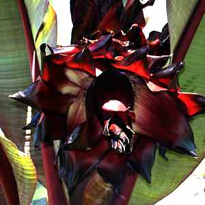 Ensete ventricosum Maurelii | Red Abyssinian 'Banana' 5g