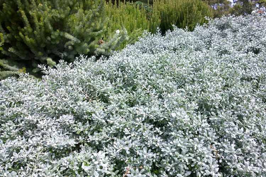 Eremophila glabra 'Grey Horizon' 5g