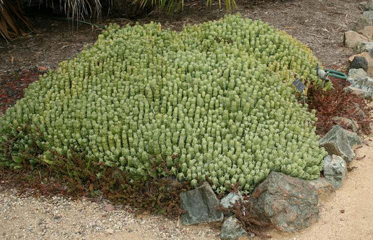 Euphorbia resinifera 6in