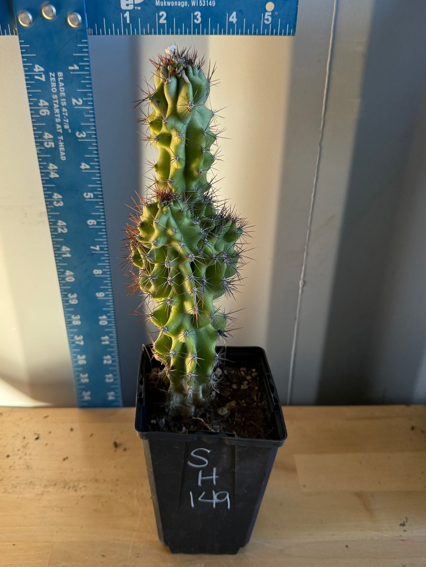 Cereus peruvianus monstrose SH149