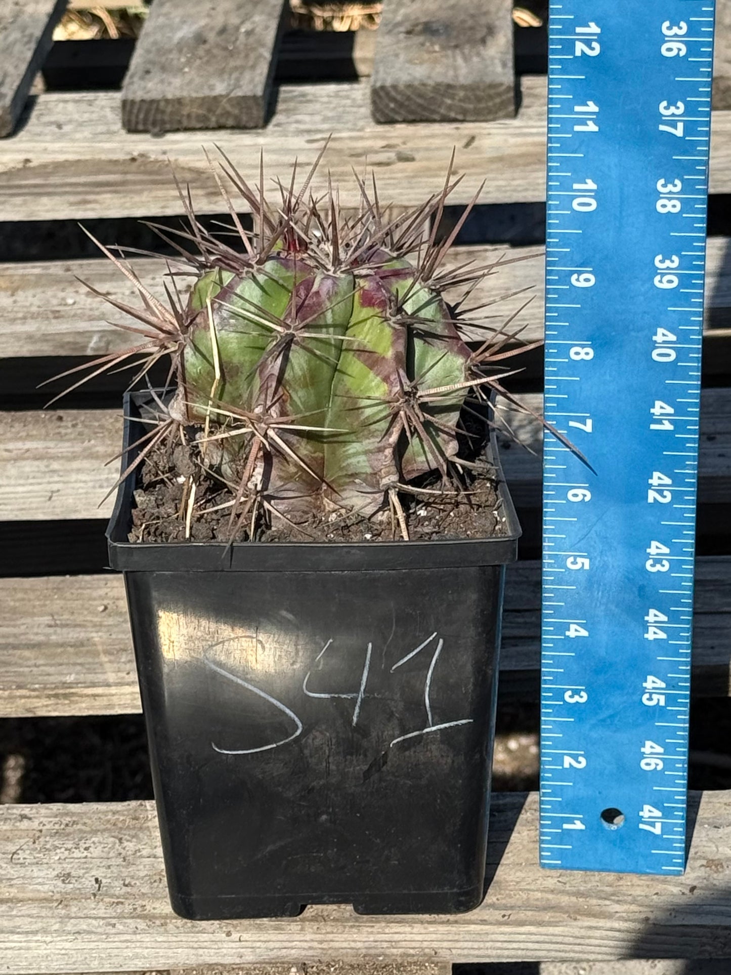 Echinocactus ingens var. grandis S41 | Echinocactus platyacanthus var. grandis