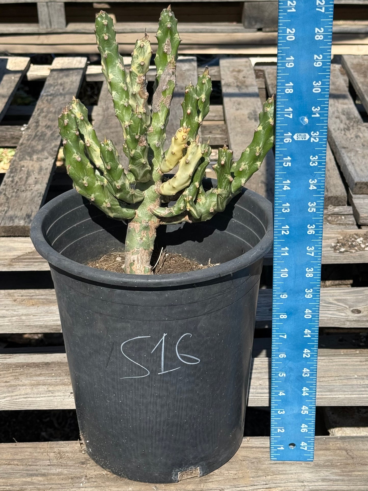 5gal Euphorbia neriifolia variegata S16 | Euphorbia Neriifolia Variegated