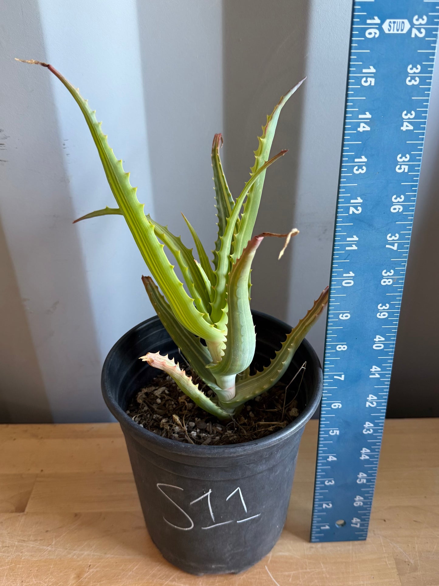 Aloe arborescens 'variegata' S11 | Variegated Aloe arborescens