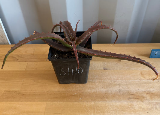 Aloe cameronii SH10 | Red Aloe