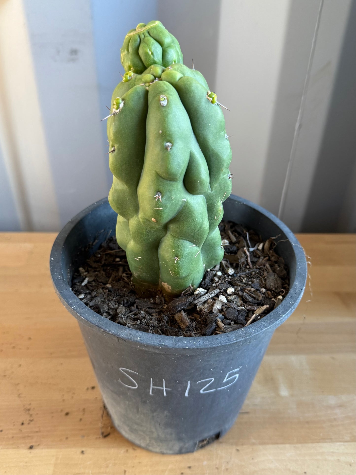 Landscape Monstrose Cactus SH125