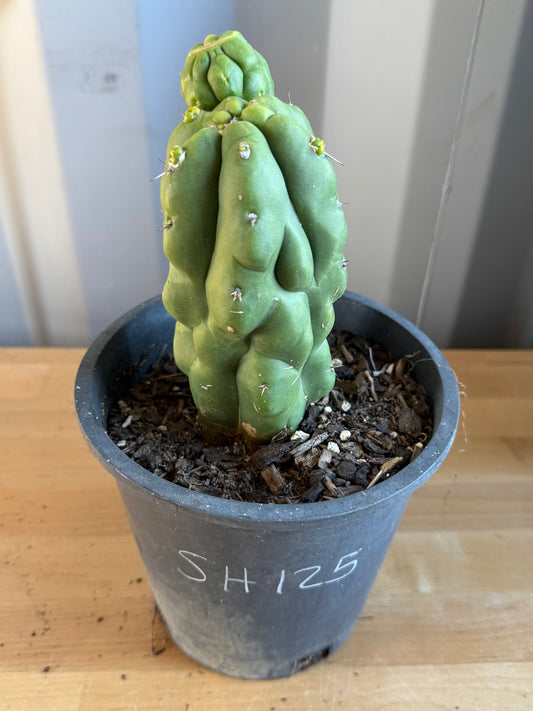 Landscape Monstrose Cactus SH125