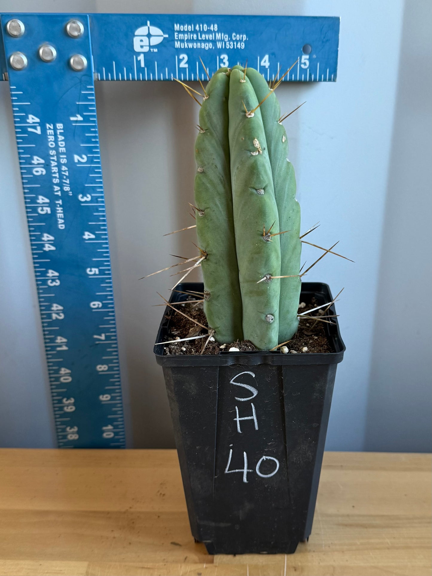 Landscape Monstrose Cactus SH40