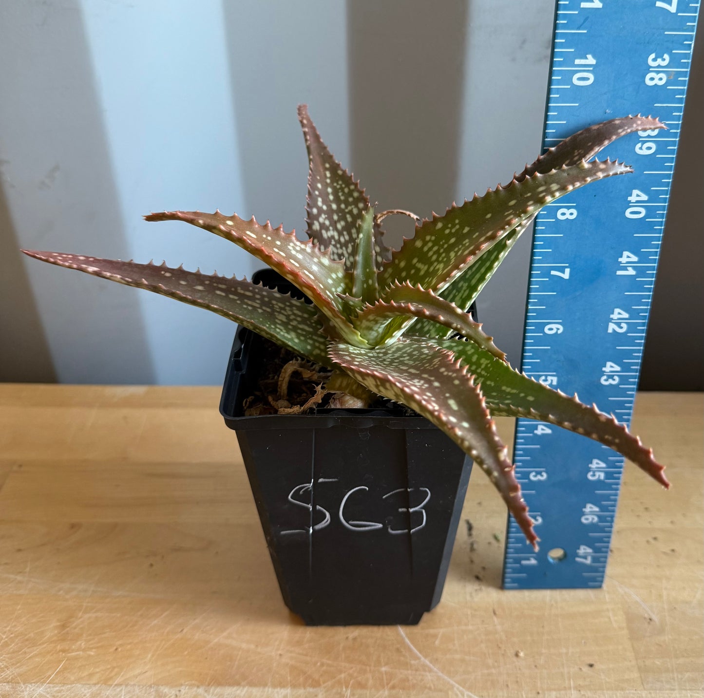 4-inch Aloe 'Cynthia Giddy' S63