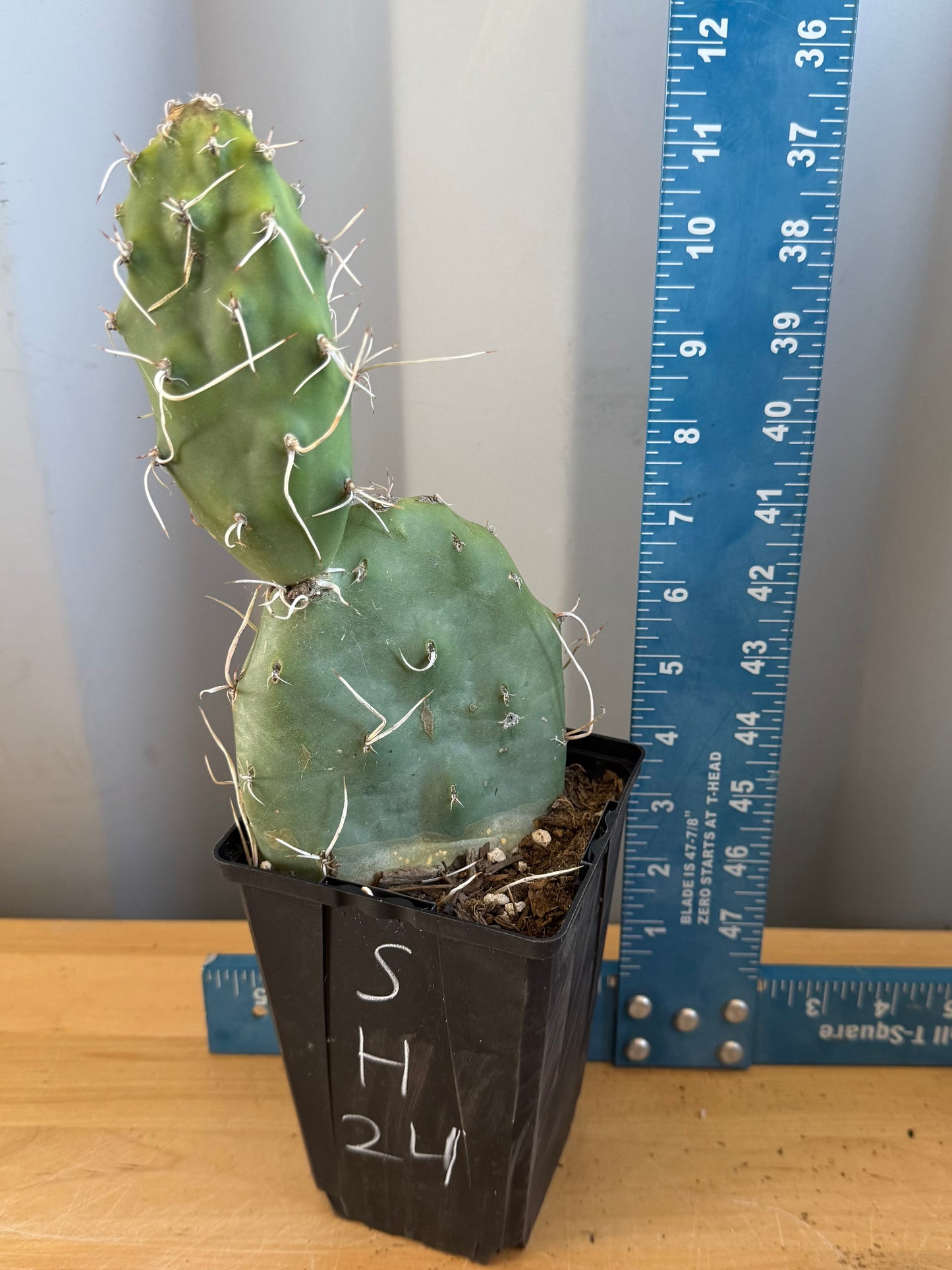 Opuntia sulphurea' SH24 | Sulphur Prickly Pear