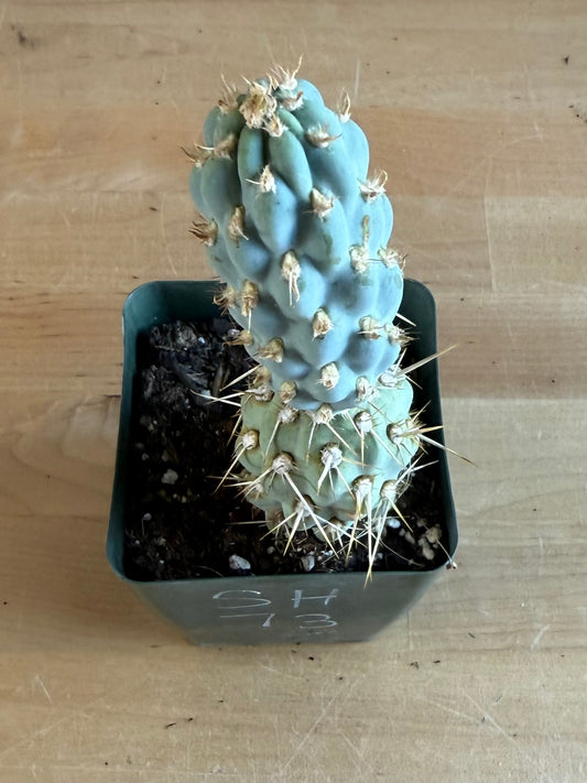 4-inch Miqueliopuntia miquelii SH73 | Opuntia miquelii