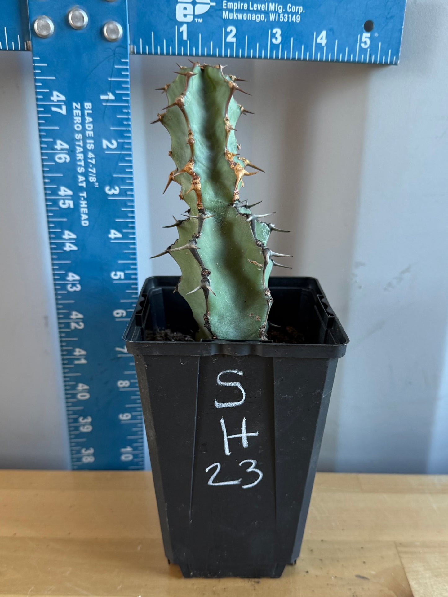 Euphorbia coerulescens SH23