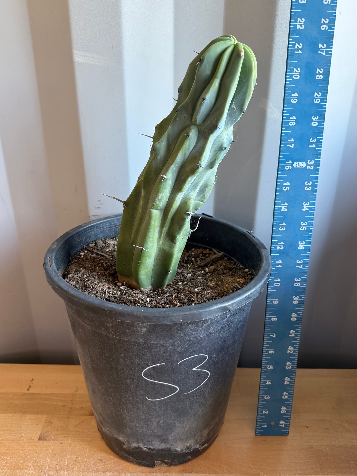 Myrtillocactus geometrizans S3
