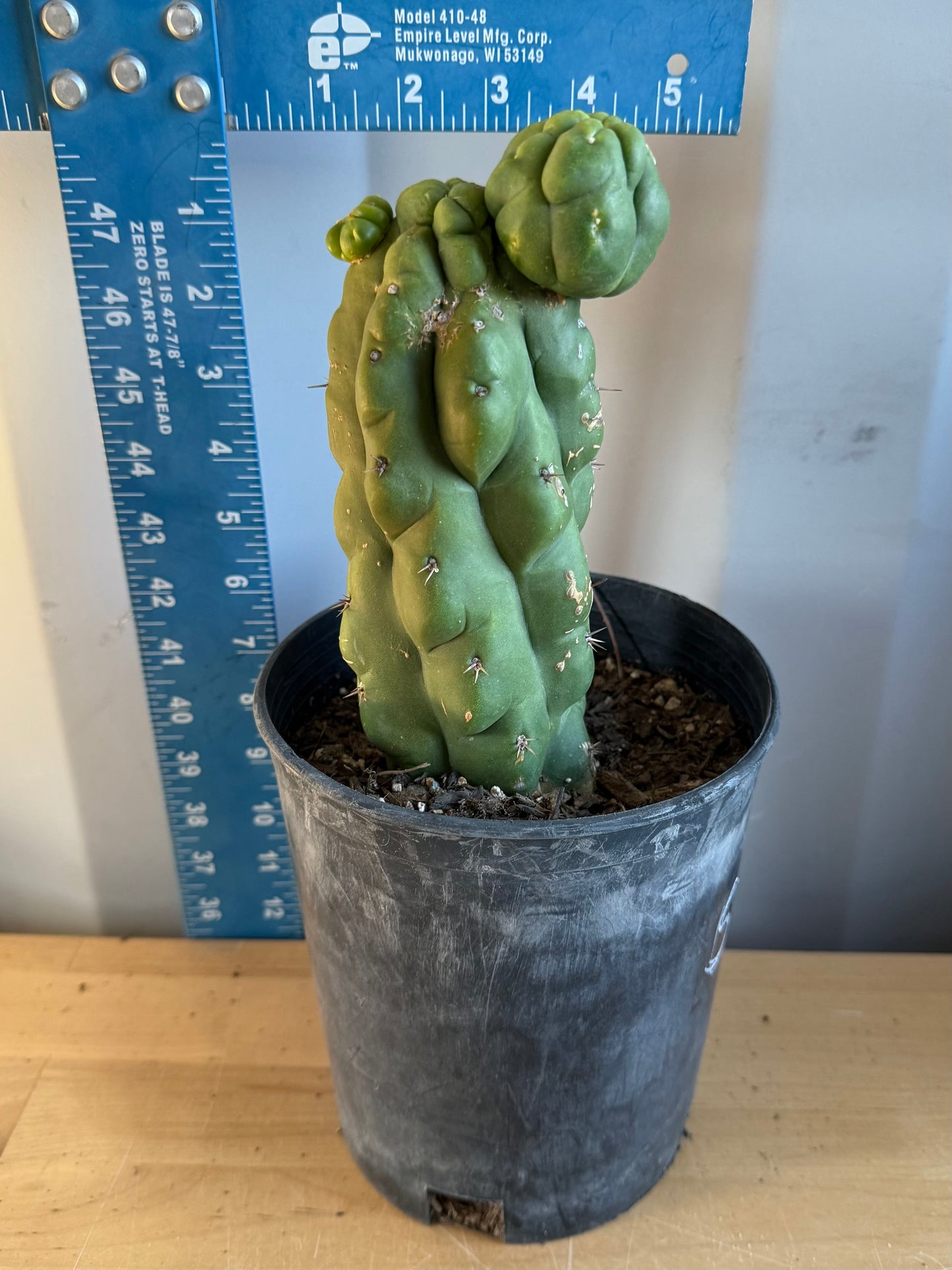 Landscape Monstrose Cactus SH124