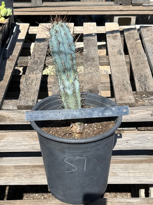 Browningia hertlingiana S7 | Blue Cereus