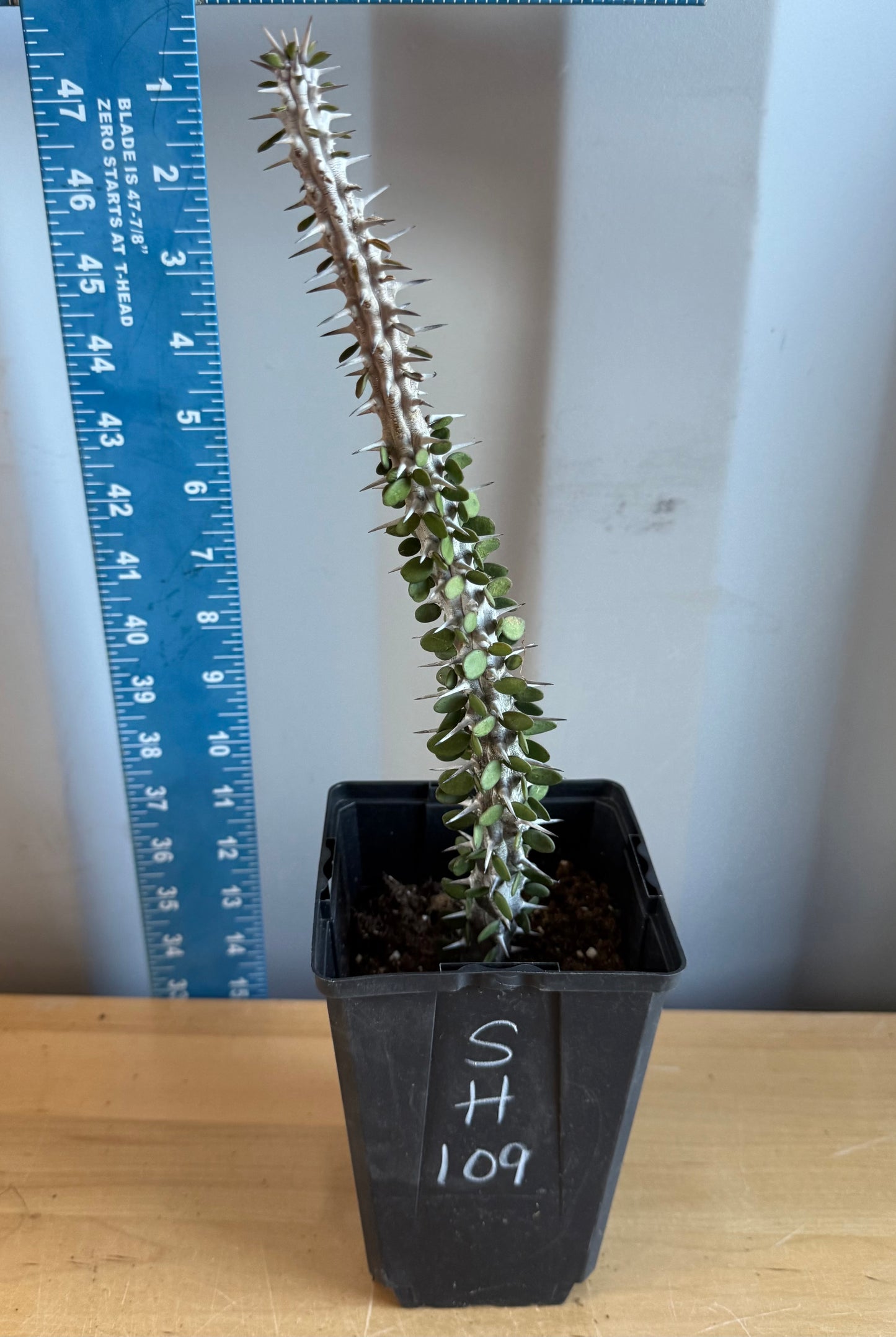Madagascar Ocotillo SH109 | Alluaudia procera