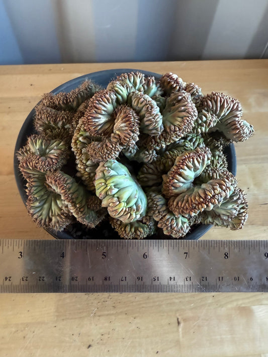 Myrtillocactus geometrizans ‘cristata’ SH118