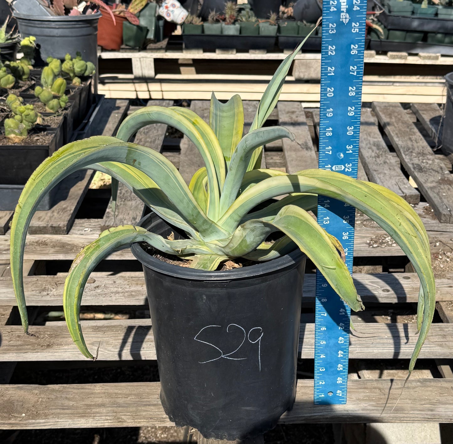 5-gal Octopus Variegated Agave S29 | Agave vilmoriniana