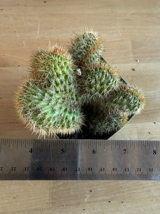 Crested Golden 'Rat Tail' Cactus | Cleistocactus winteri cristata SH86