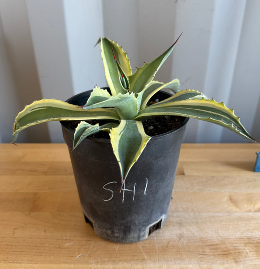 Orca Variegated Whale's Tongue Agave SH1 | Agave ovatifolia 'Orca' variegata
