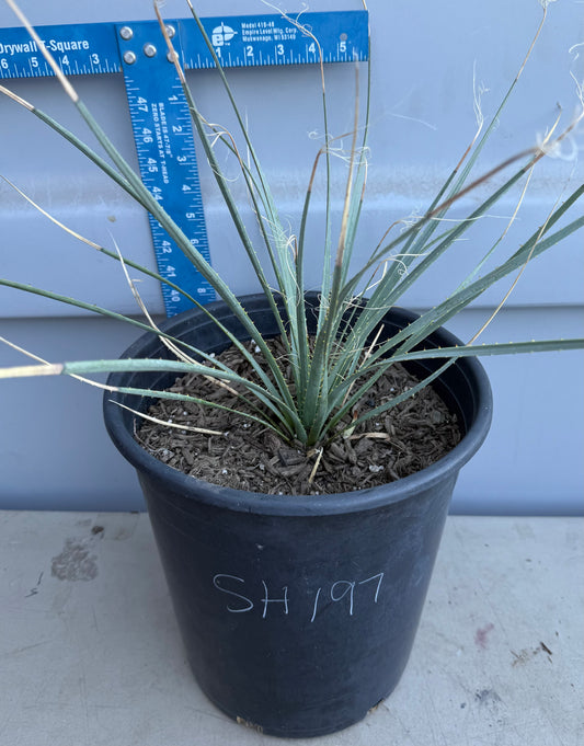 5gal Desert Spoon SH197 | Dasylirion wheeleri