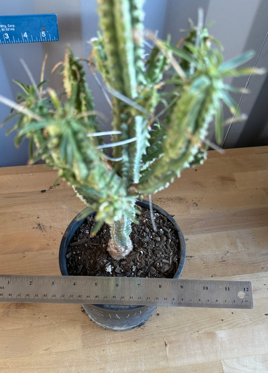 Euphorbia loricata SH147 | African Palm