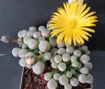 Baby Toes Succulent | Fenestraria rhopalophylla ssp. aurantiaca 4in