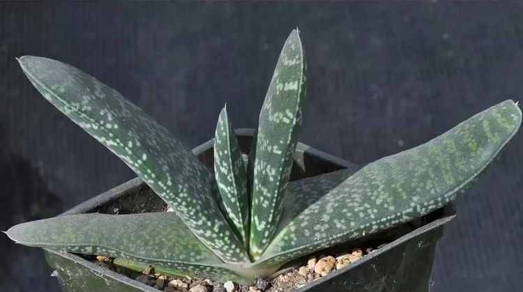 Gasteria disticha 4in