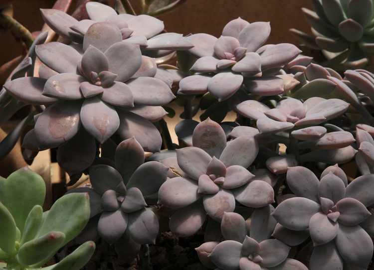 Graptopetalum superbum 6in