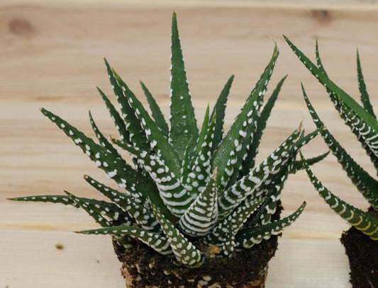 Haworthia attenuata 'Big Band' 4in
