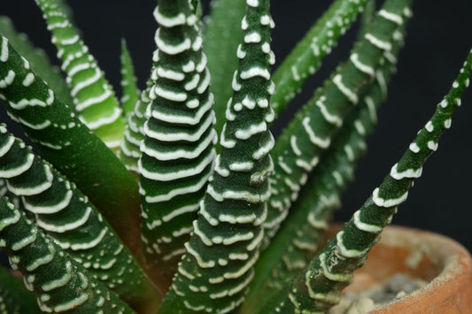 Haworthia attenuata 'Big Band' 6in