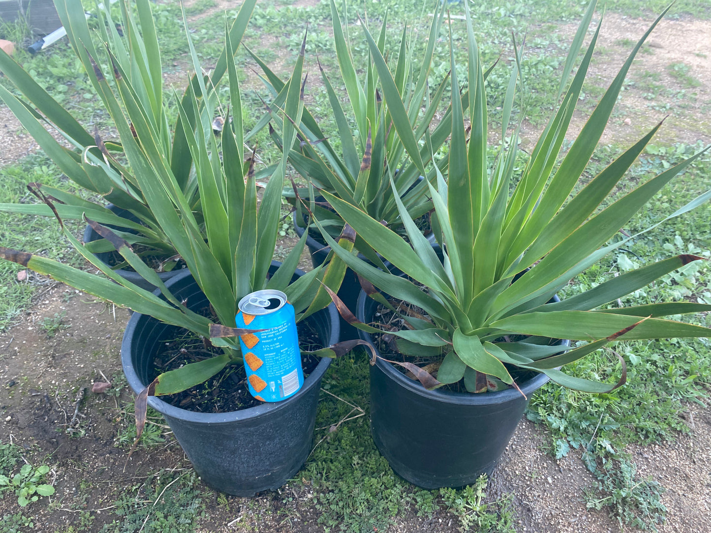 4 for $100 | Five Gallon Dracos | FREE SHIPPING