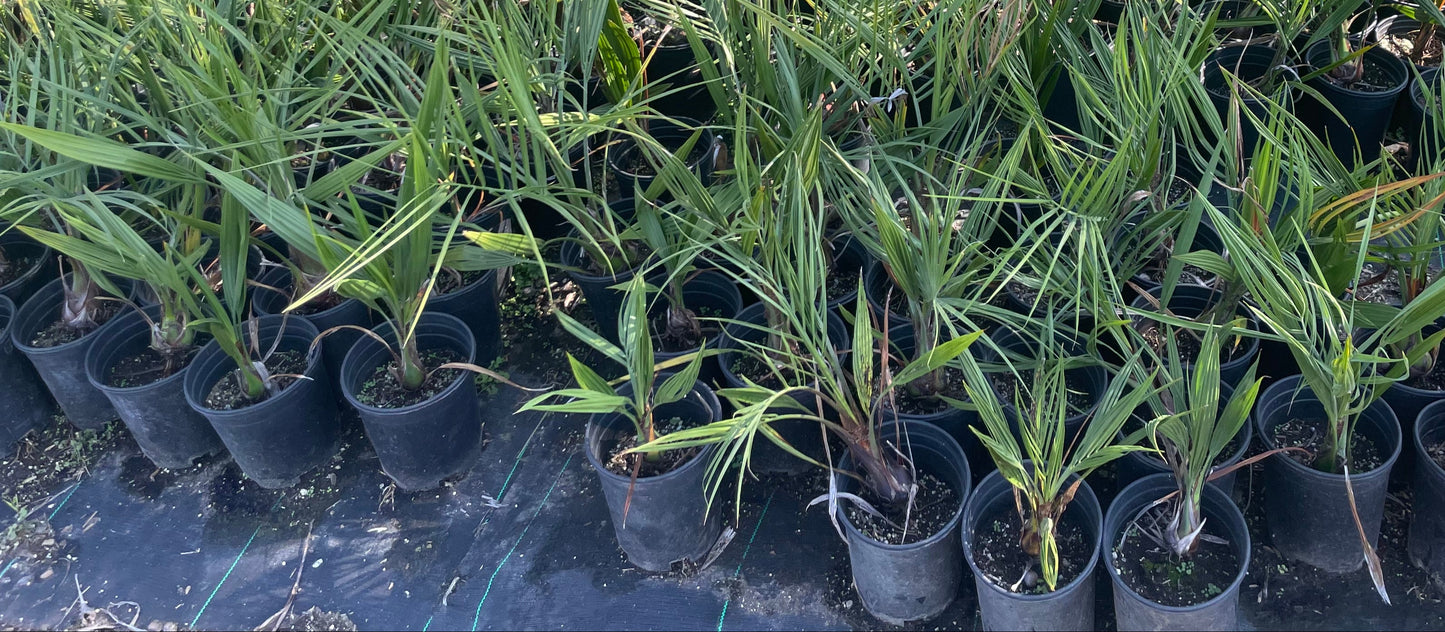 Butia Jubaea Hybrid Palm | Pindo Wine Palm 1g