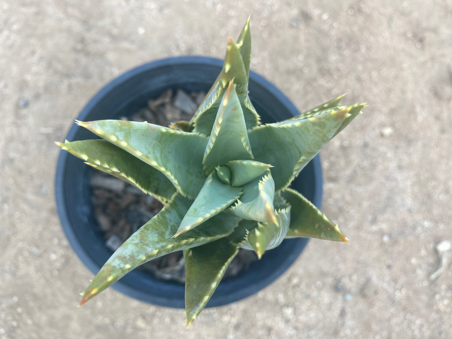 Aloe Pillansii SH70