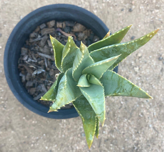 Aloe Pillansii SH71