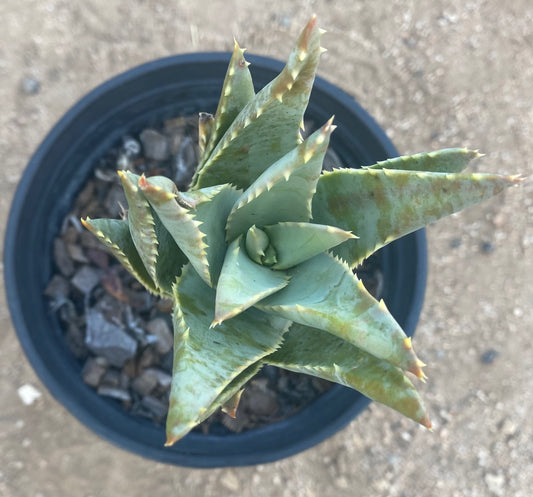 Aloe Pillansii SH73