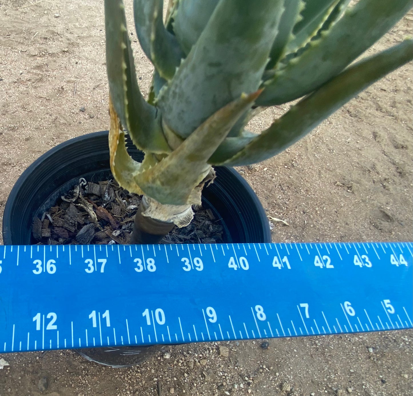 Aloe Pillansii SH73